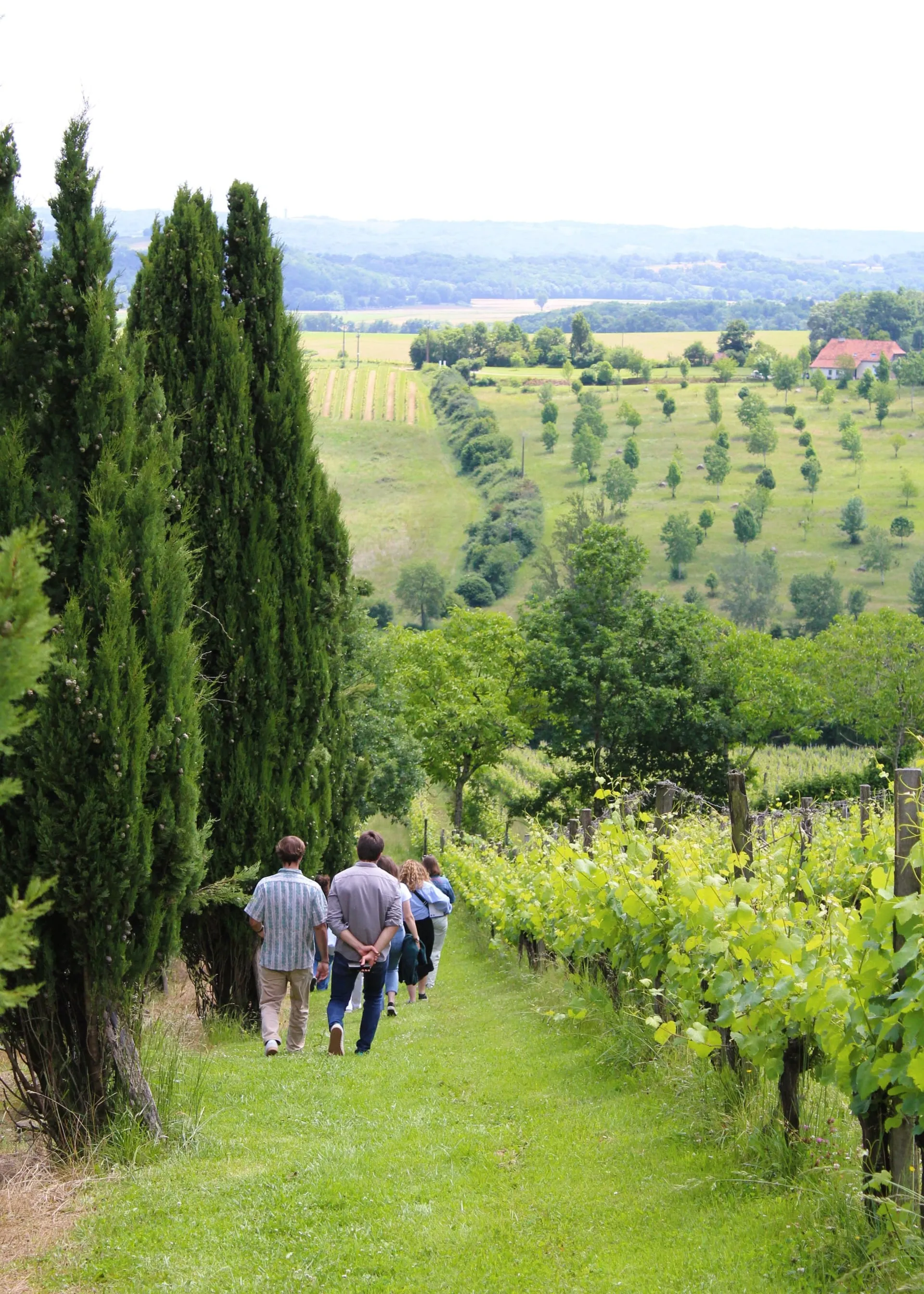 Groupe en balade dans les vignes avec vue sur la campagne