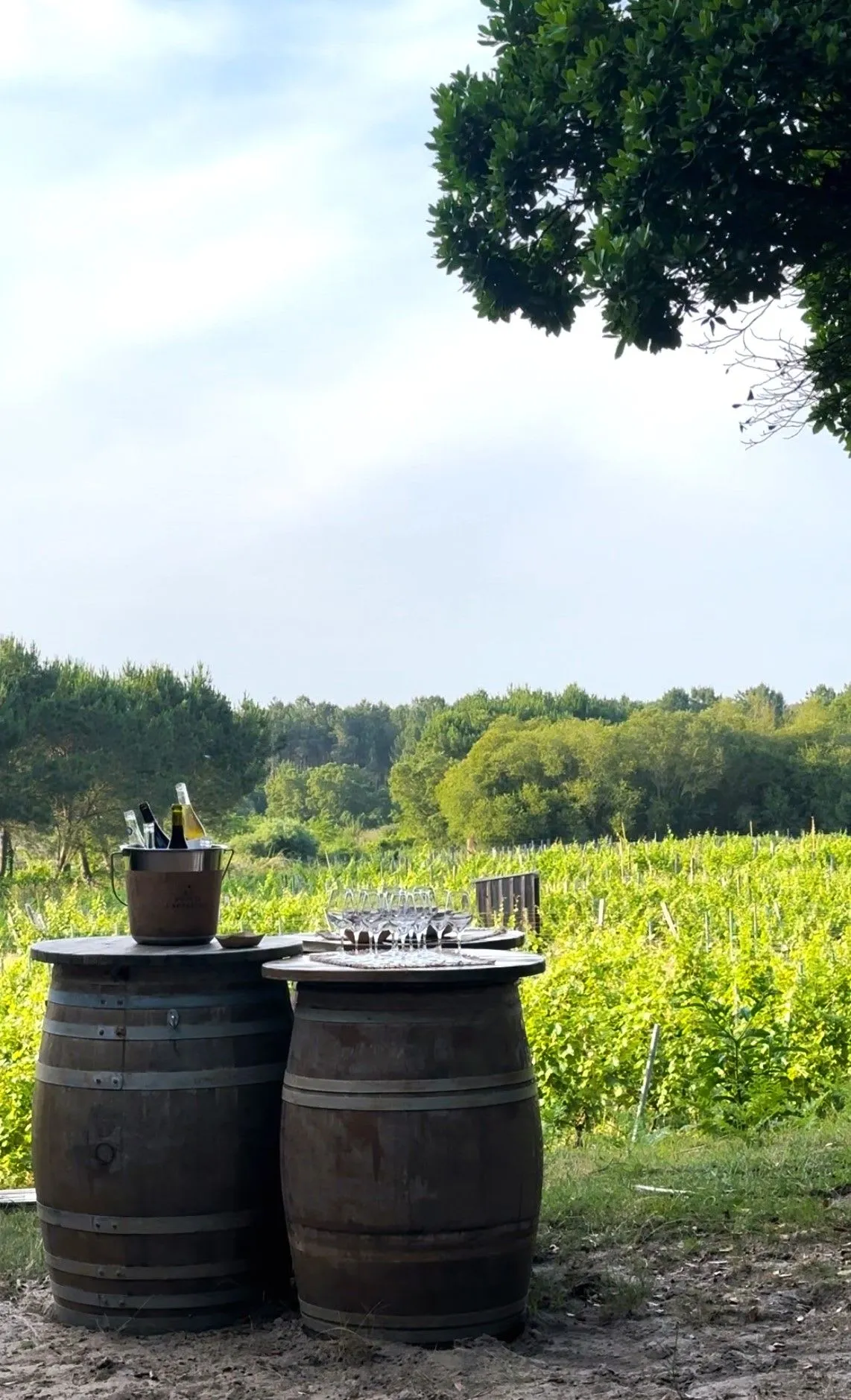 Barriques dressées en table de dégustation face aux vignes