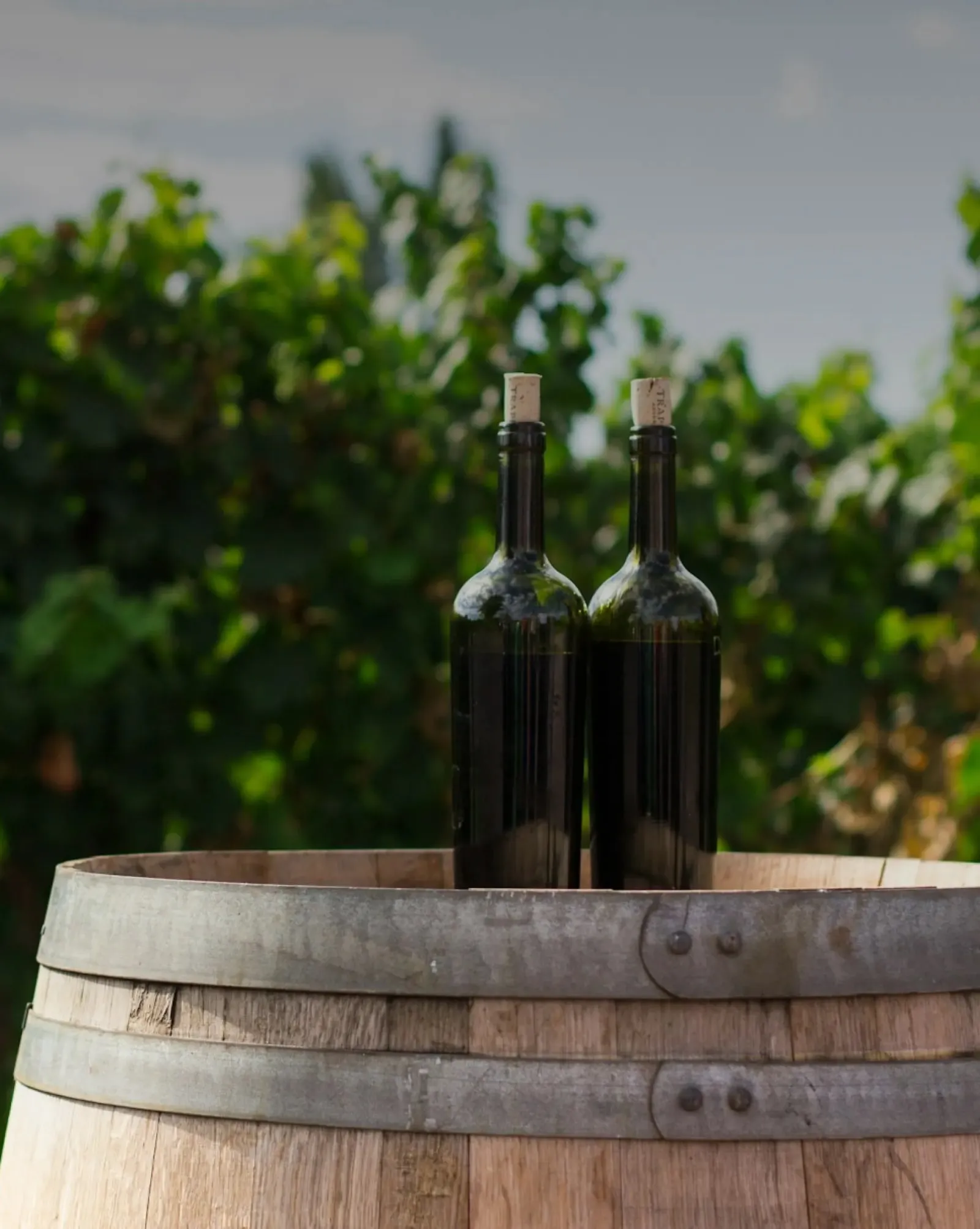 Deux bouteilles de vin posées sur une barrique dans les vignes